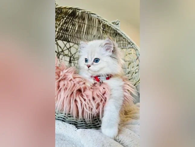 Chatons Ragdoll ( pure race ) très bonne qualité ( femelle et mâle ) thumbnail 10
