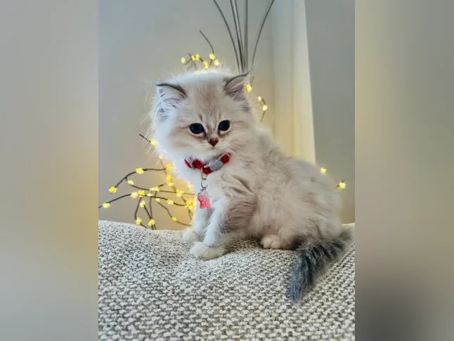 Chatons Ragdoll ( pure race ) très bonne qualité ( femelle et mâle ) thumbnail 8