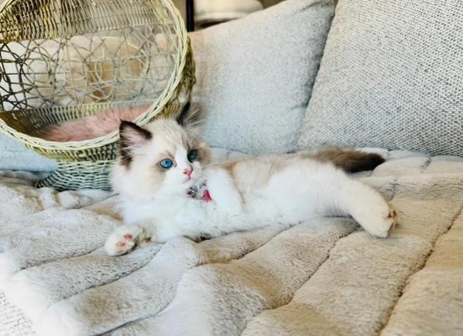 Chatons Ragdoll ( pure race ) très bonne qualité ( femelle et mâle ) thumbnail 6