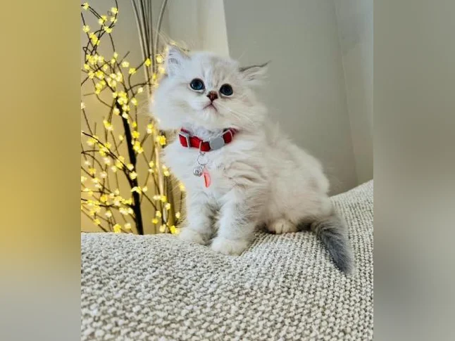 Chatons Ragdoll ( pure race ) très bonne qualité ( femelle et mâle ) thumbnail 9