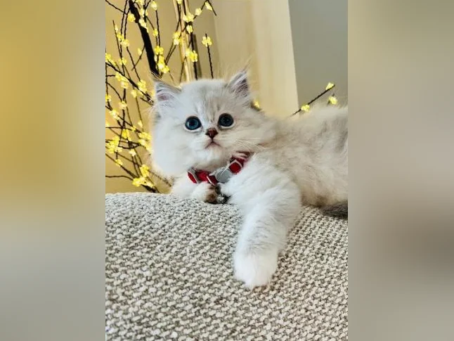Chatons Ragdoll ( pure race ) très bonne qualité ( femelle et mâle ) thumbnail 7
