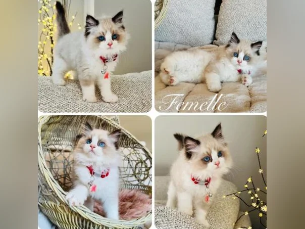 Chatons Ragdoll ( pure race ) très bonne qualité ( femelle et mâle )