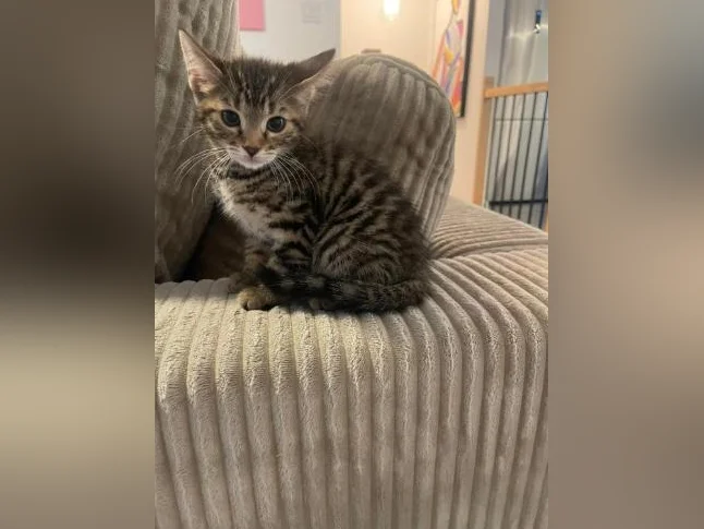 Bebe bengal