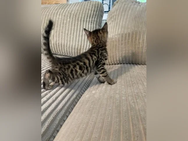 Bebe bengal thumbnail 8