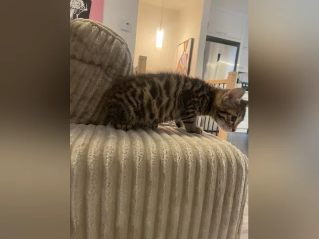 Bebe bengal thumbnail 10