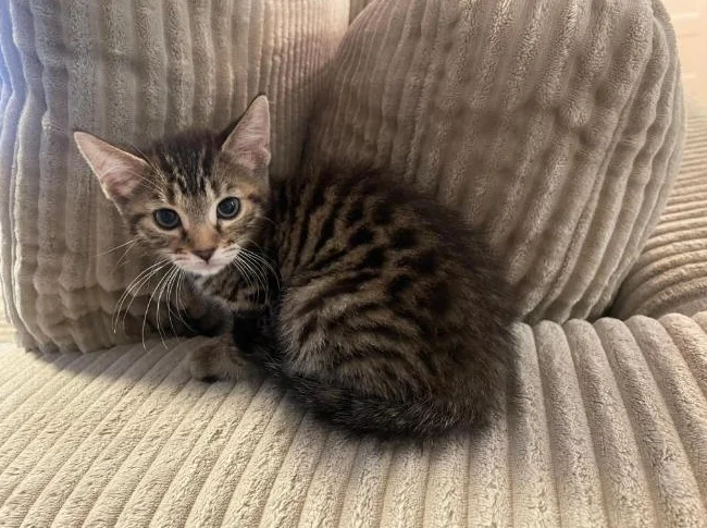 Bebe bengal thumbnail 9