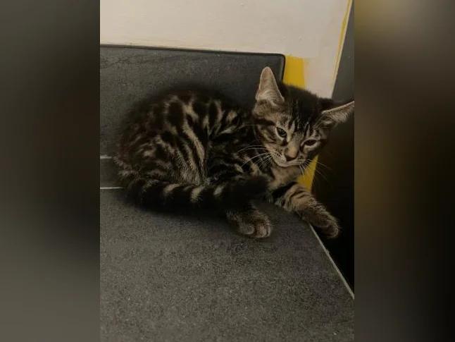Bebe bengal thumbnail 3