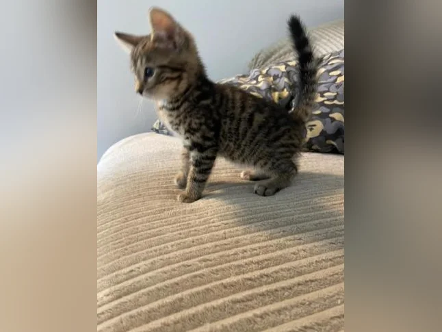 Bebe bengal thumbnail 5