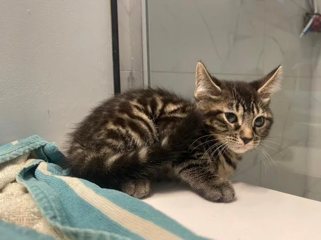 Bebe bengal thumbnail 2