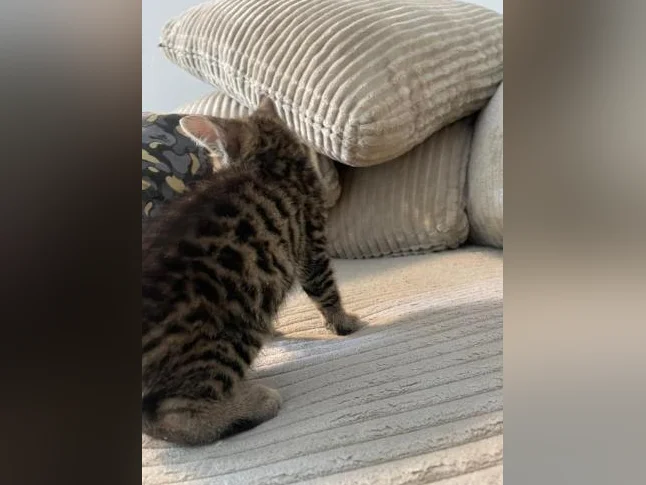 Bebe bengal thumbnail 7