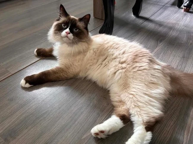 Chat Ragdoll Seal point thumbnail 2