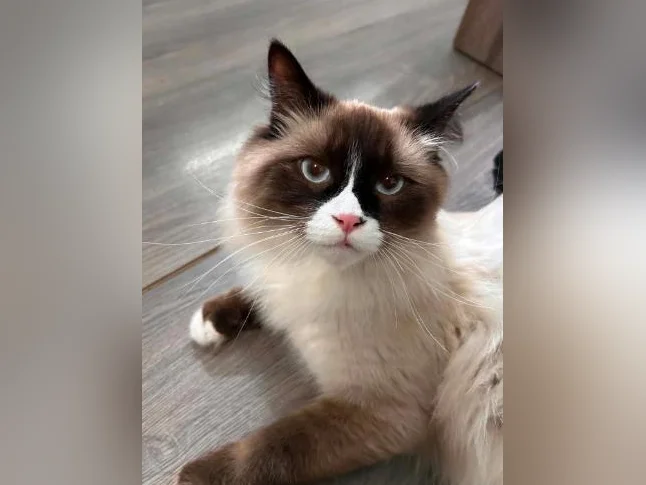 Chat Ragdoll Seal point