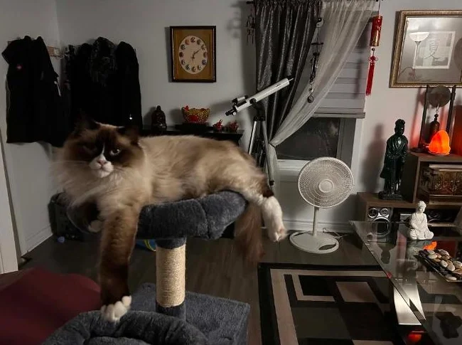 Chat Ragdoll Seal point thumbnail 3