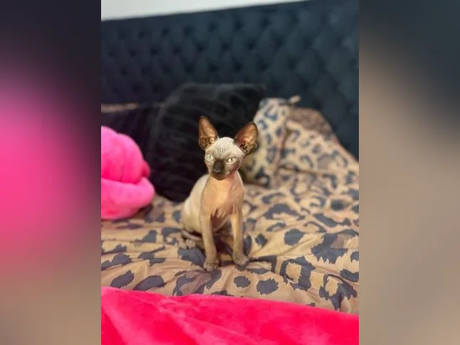SPHYNX à vendre( bébé ) 1femelle et 1male