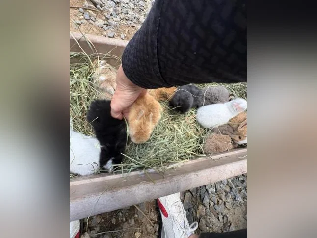 Lapereau lion nain néerlandais thumbnail 10