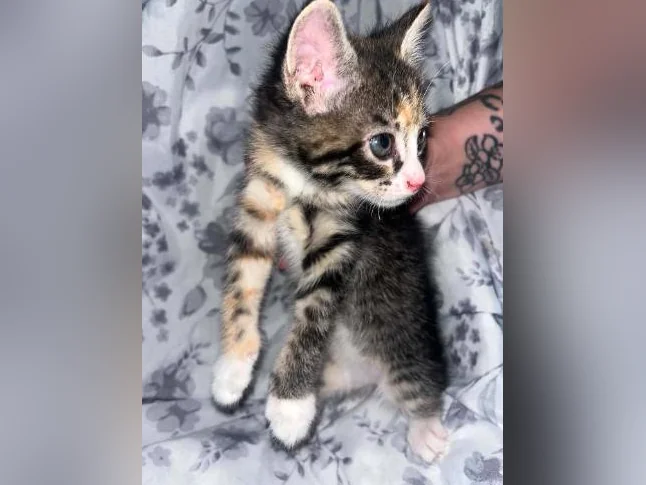 Chaton à donner thumbnail 6