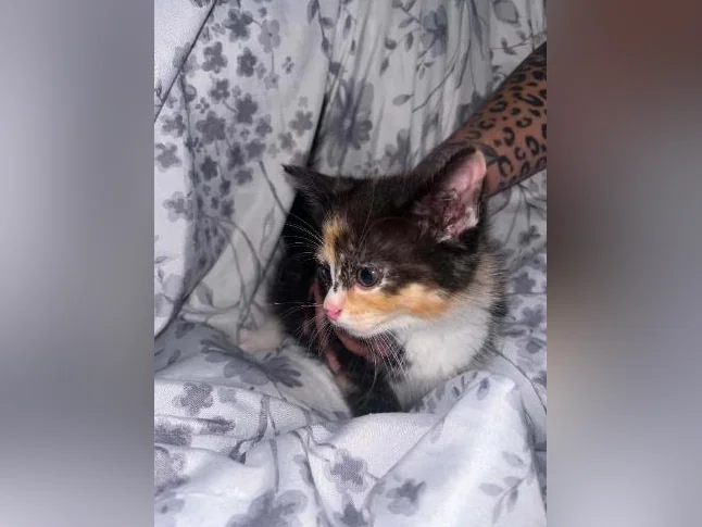 Chaton à donner thumbnail 7