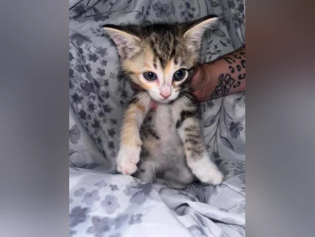 Chaton à donner thumbnail 9