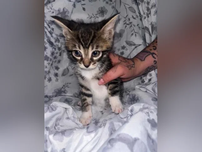 Chaton à donner thumbnail 4