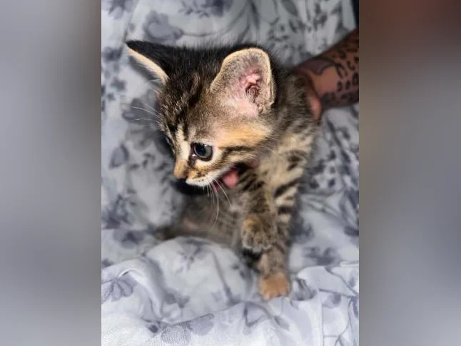 Chaton à donner thumbnail 5