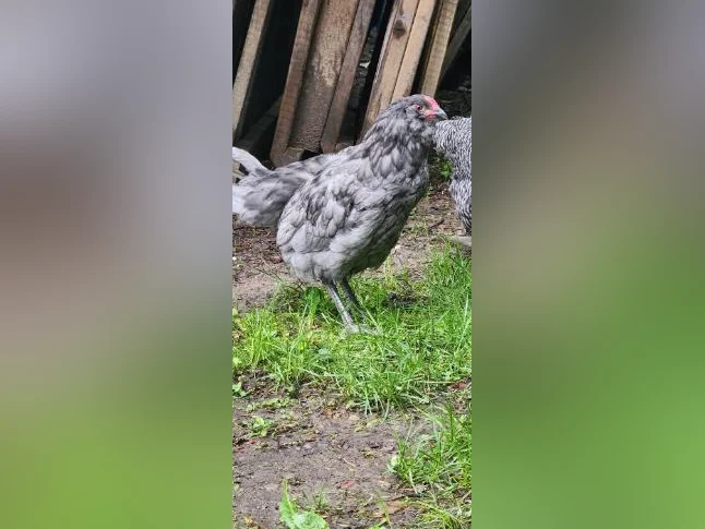 Coq Ameraucana 3 mois thumbnail 2