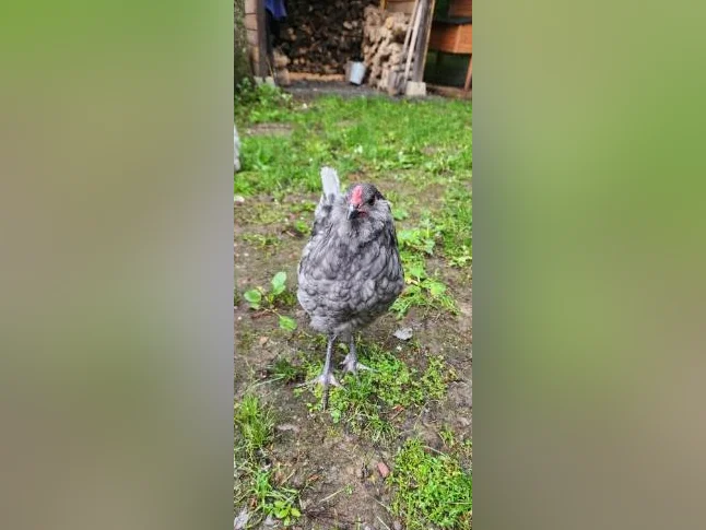Coq Ameraucana 3 mois thumbnail 4