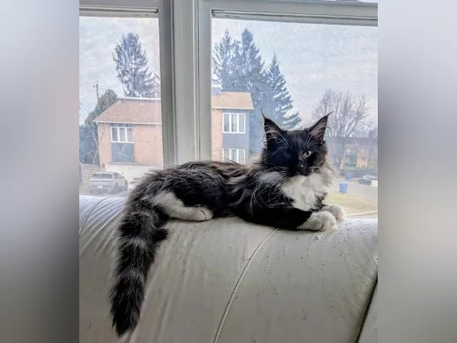Maincoon femelle