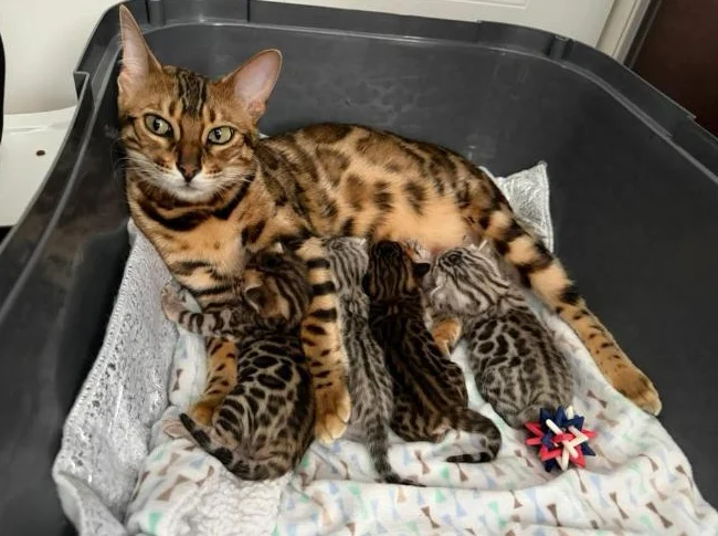 Chatons Bengals pure race de qualité supérieure enregistrés TICA thumbnail 10