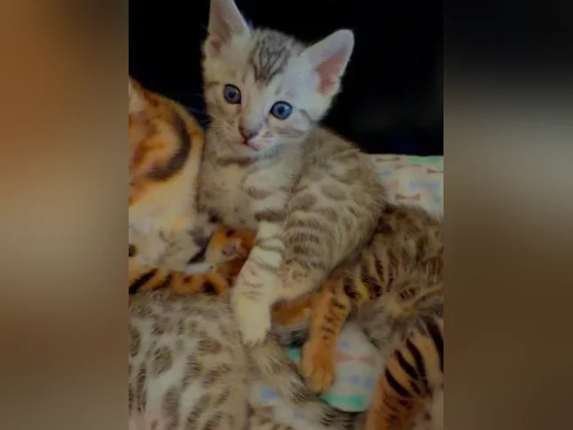 Chatons Bengals pure race de qualité supérieure enregistrés TICA thumbnail 4
