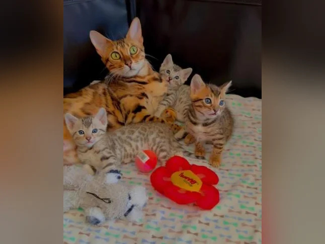 Chatons Bengals pure race de qualité supérieure enregistrés TICA thumbnail 3