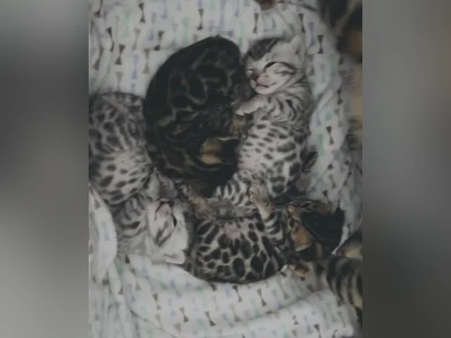 Chatons Bengals pure race de qualité supérieure enregistrés TICA