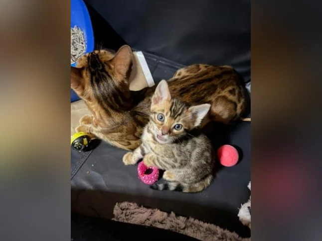 Chatons Bengals pure race de qualité supérieure enregistrés TICA thumbnail 7