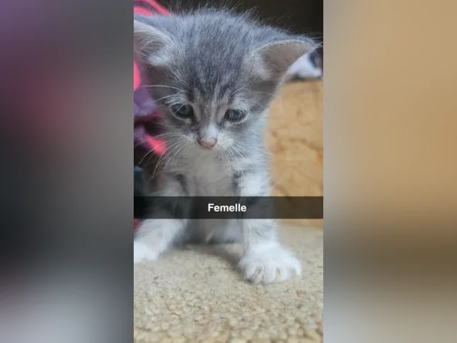 Belles petites chatonnes disponibles pour l'adoption