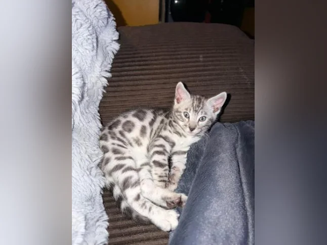 Chaton Bengale mâle Silver prêt à partir