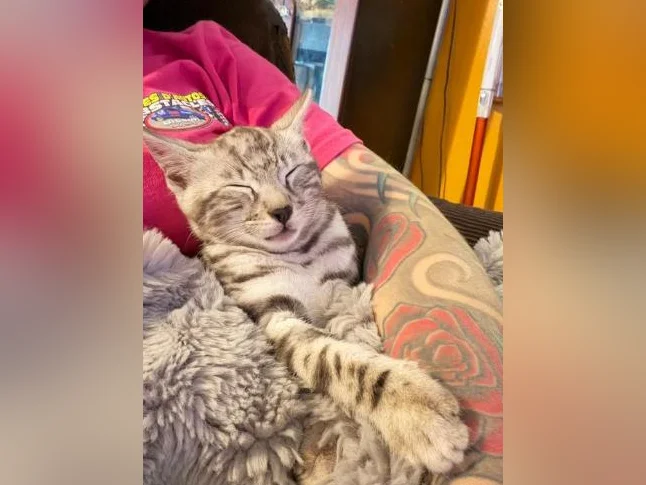 Chaton Bengale mâle Silver prêt à partir thumbnail 3