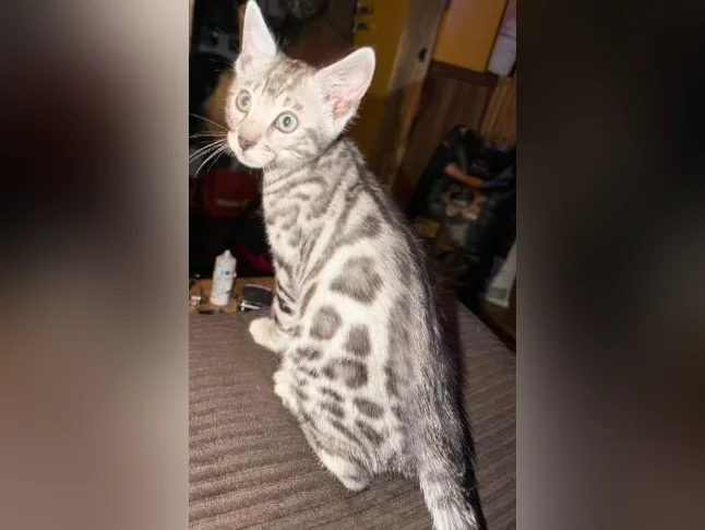 Chaton Bengale mâle Silver prêt à partir thumbnail 2