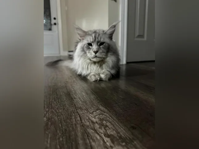 Accouplement Maine Coon thumbnail 4