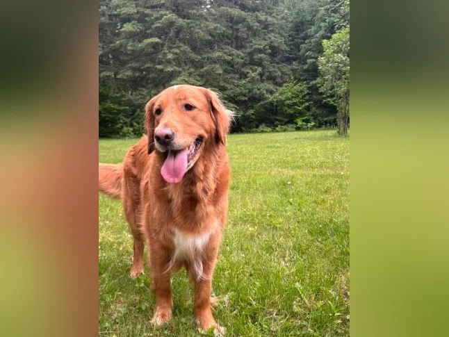 Chiot Golden Retriever thumbnail 4
