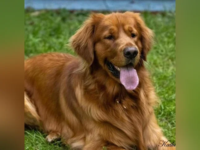 Chiot Golden Retriever thumbnail 3