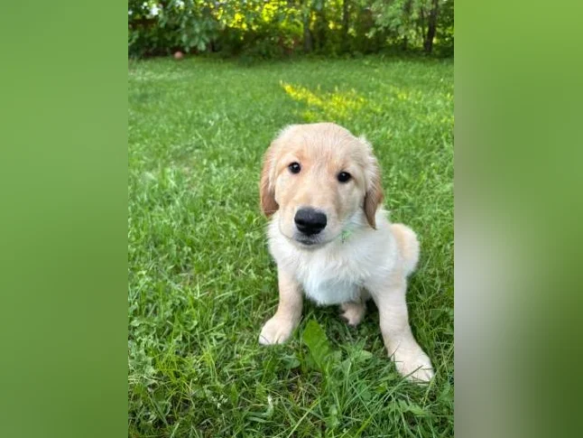 Chiot Golden Retriever