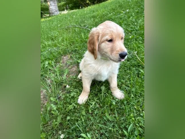 Chiot Golden Retriever thumbnail 2