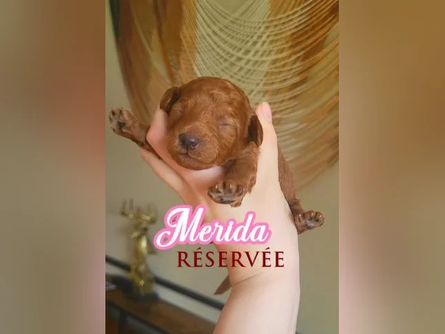 MINI GOLDENDOODLE ROUGE/ROUX thumbnail 3