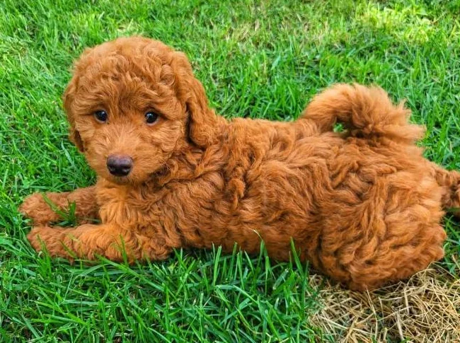 MINI GOLDENDOODLE ROUGE/ROUX