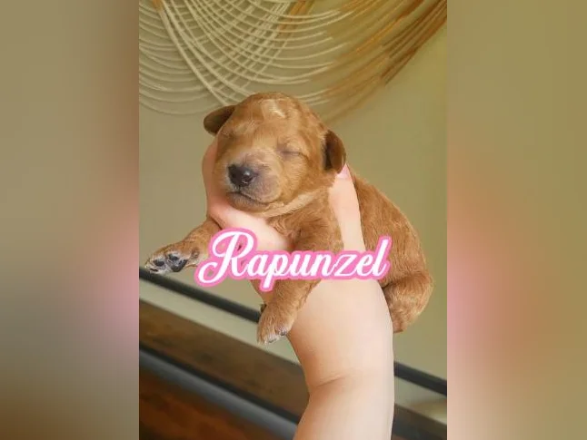MINI GOLDENDOODLE ROUGE/ROUX thumbnail 5