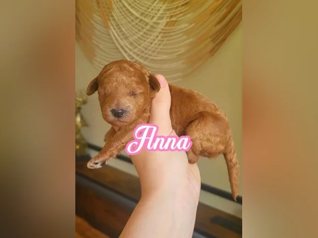 MINI GOLDENDOODLE ROUGE/ROUX thumbnail 4