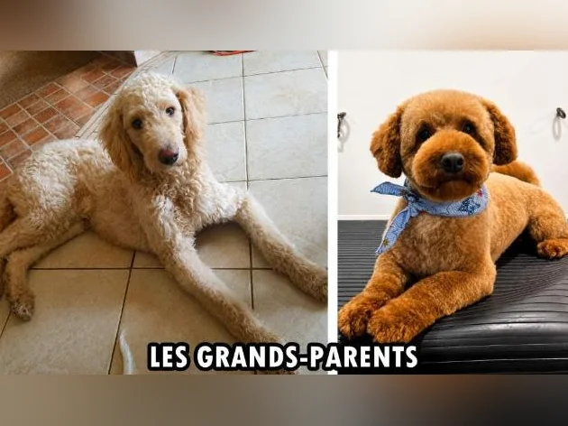MINI GOLDENDOODLE ROUGE/ROUX thumbnail 10