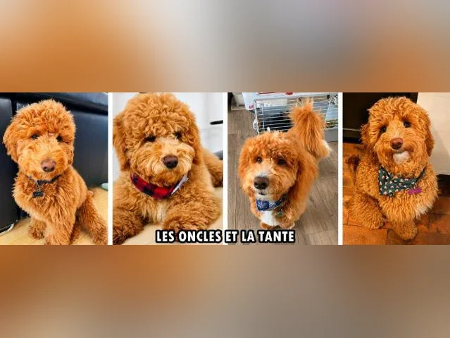 MINI GOLDENDOODLE ROUGE/ROUX thumbnail 9