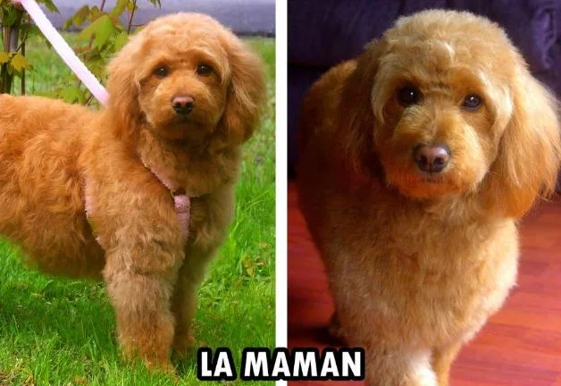 MINI GOLDENDOODLE ROUGE/ROUX thumbnail 7