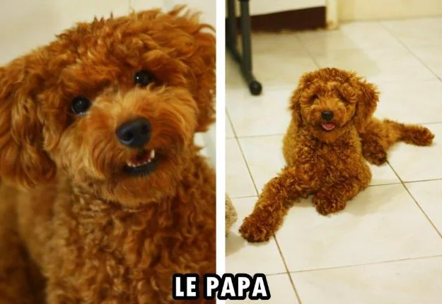 MINI GOLDENDOODLE ROUGE/ROUX thumbnail 8