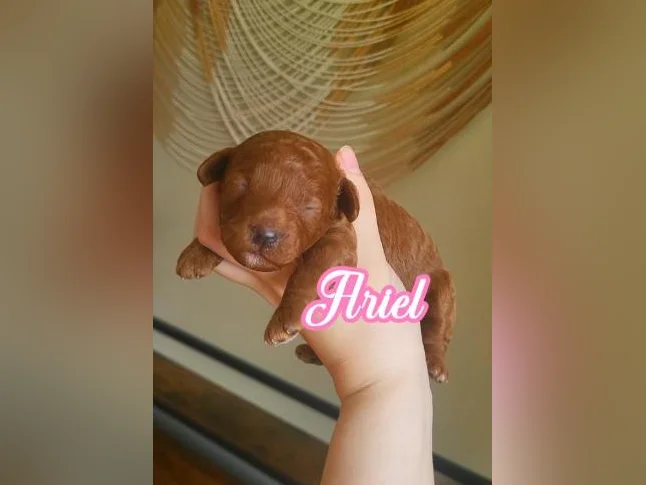 MINI GOLDENDOODLE ROUGE/ROUX thumbnail 2